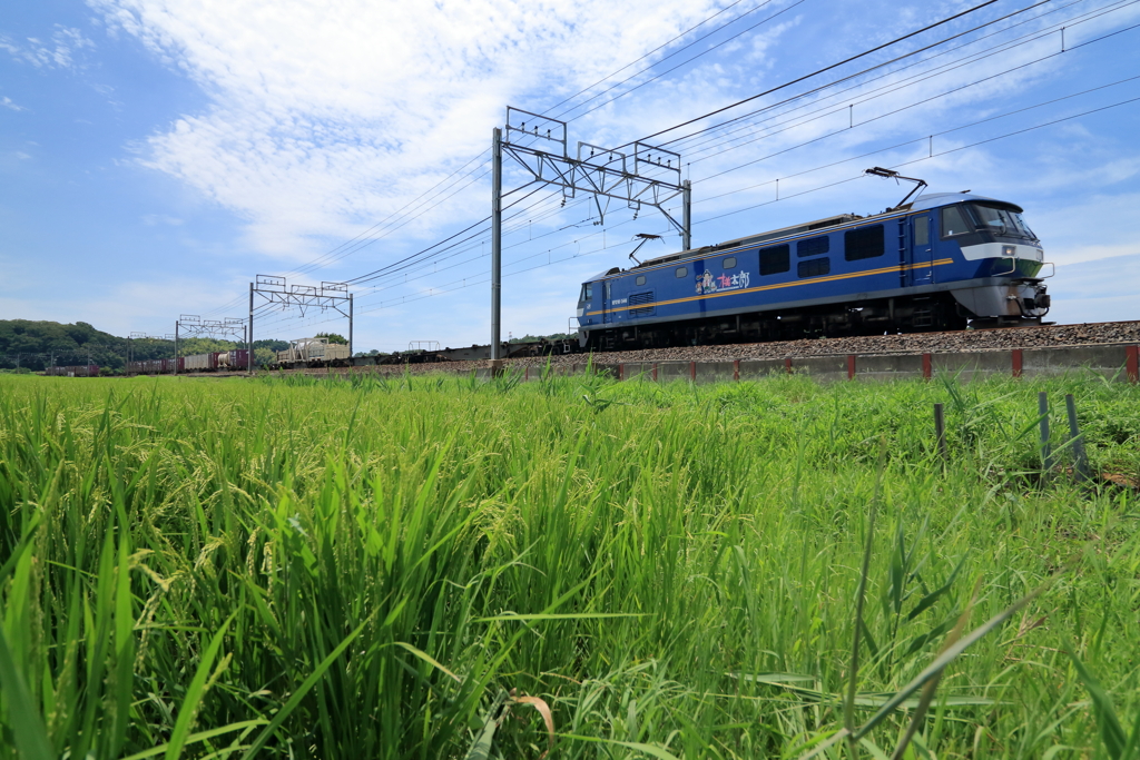 本日の桃太郎　夏の亀崎踏切