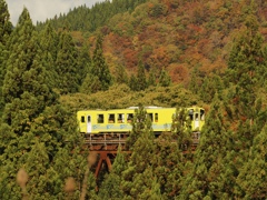 ホントは赤い葉っぱと、緑の杉と、黄色い車両で、もっと綺麗になるはずだったんだ