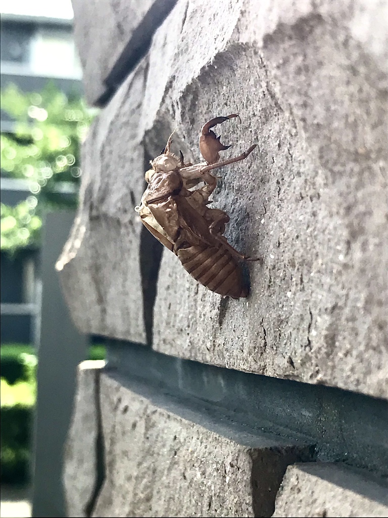 抜け殻になっても