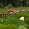 ハスの花　耕運機