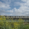 黄色い電車と菜の花