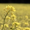 春はやはり菜の花