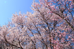 近所の桜　その2