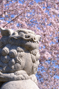 小樽の桜　水天宮その3