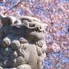 小樽の桜　水天宮その3