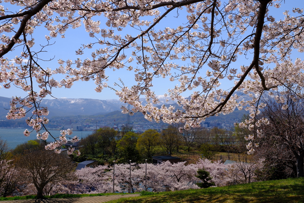 小樽の桜　手宮公園その４
