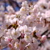 近所の桜　その1