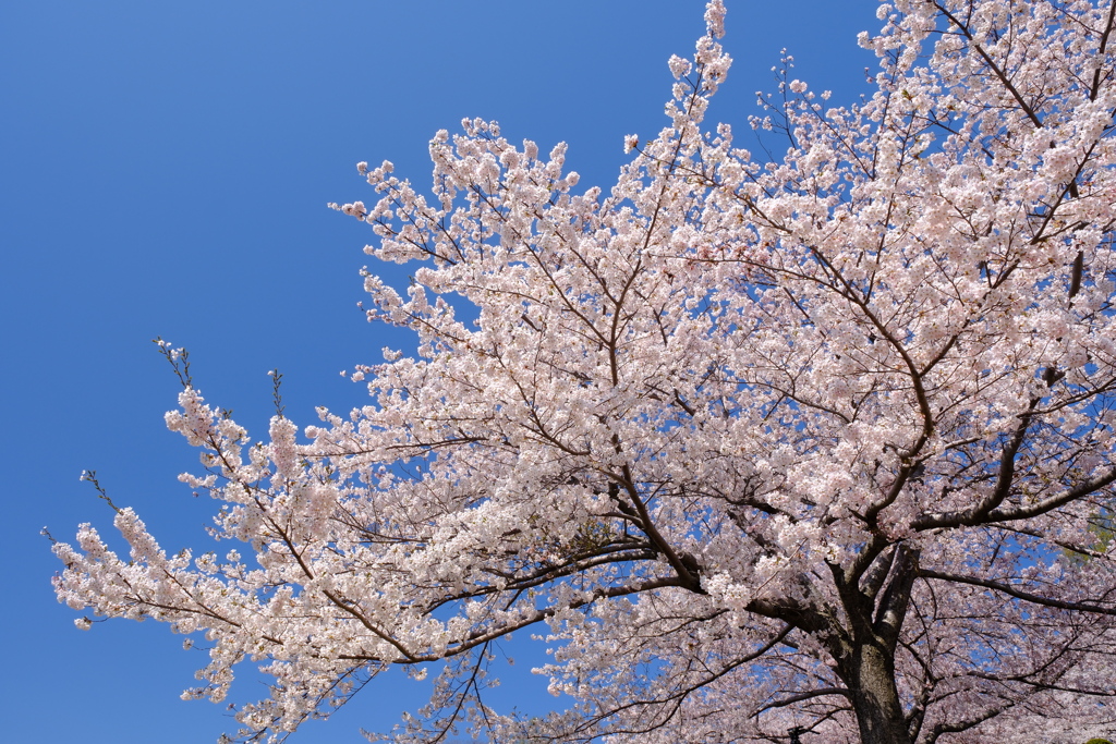 小樽の桜　手宮公園その５