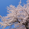 小樽の桜　手宮公園その５