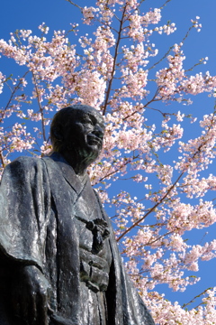 小樽の桜　住吉神社