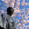 小樽の桜　住吉神社