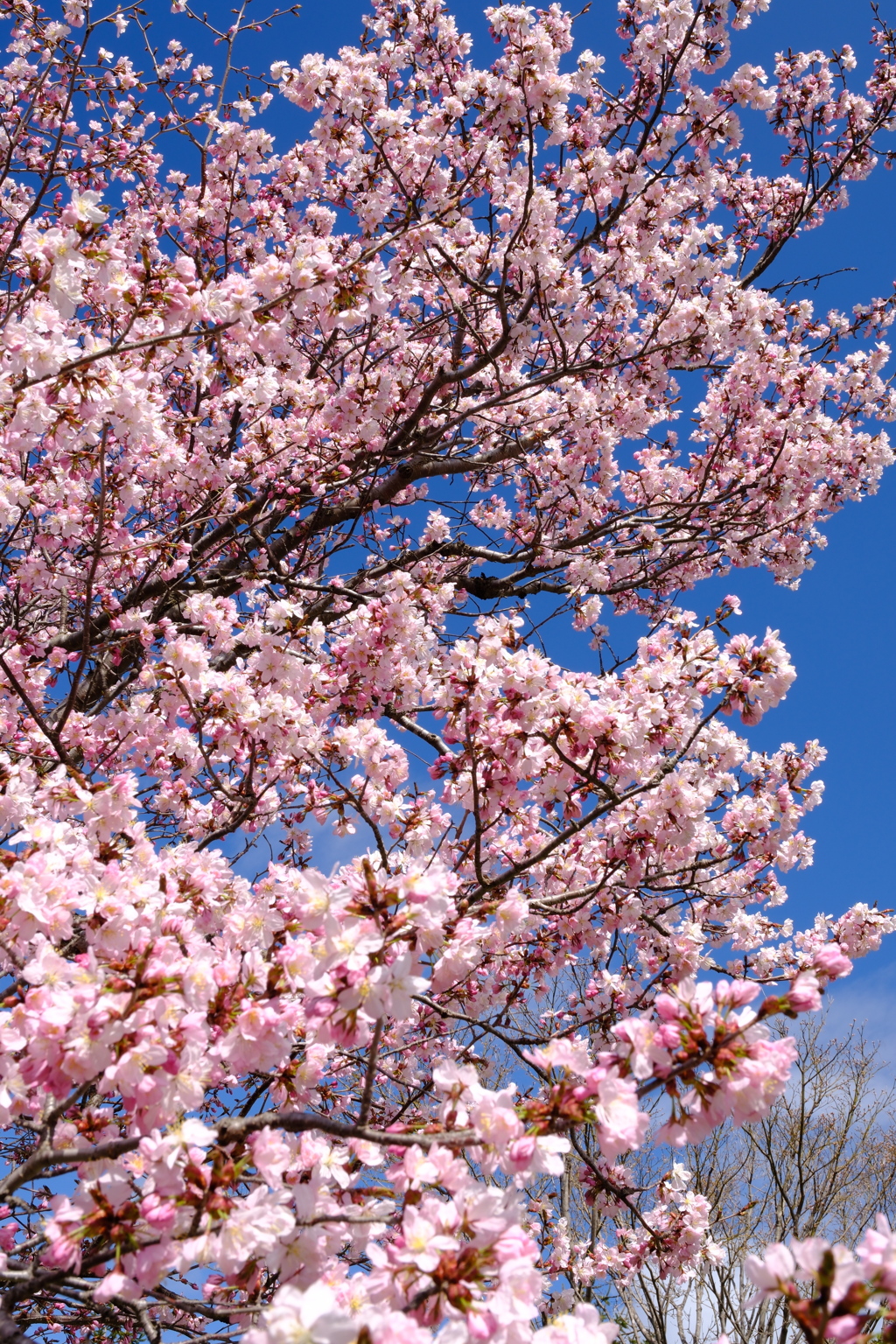 近所の桜　その3