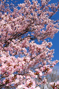 近所の桜　その3