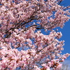 近所の桜　その3