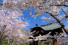 小樽の桜　天上寺その4