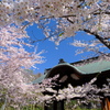 小樽の桜　天上寺その4