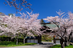 小樽の桜　天上寺その1