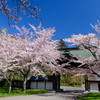 小樽の桜　天上寺その1