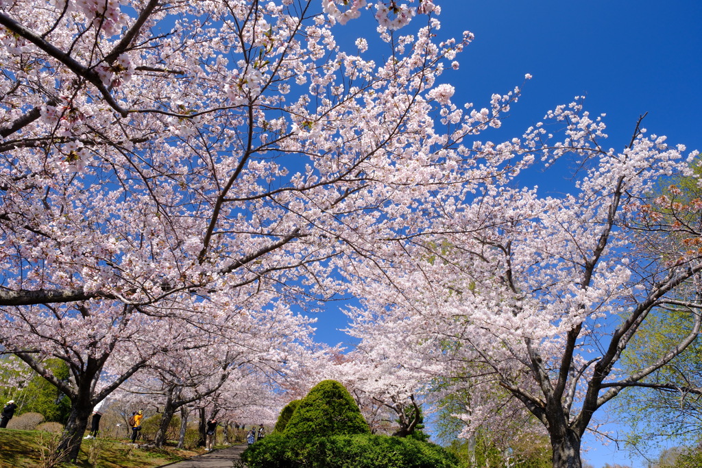 小樽の桜　手宮公園その２