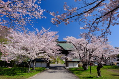 小樽の桜　天上寺その2