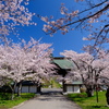 小樽の桜　天上寺その2