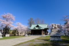 小樽の桜　水天宮その2