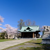 小樽の桜　水天宮その2