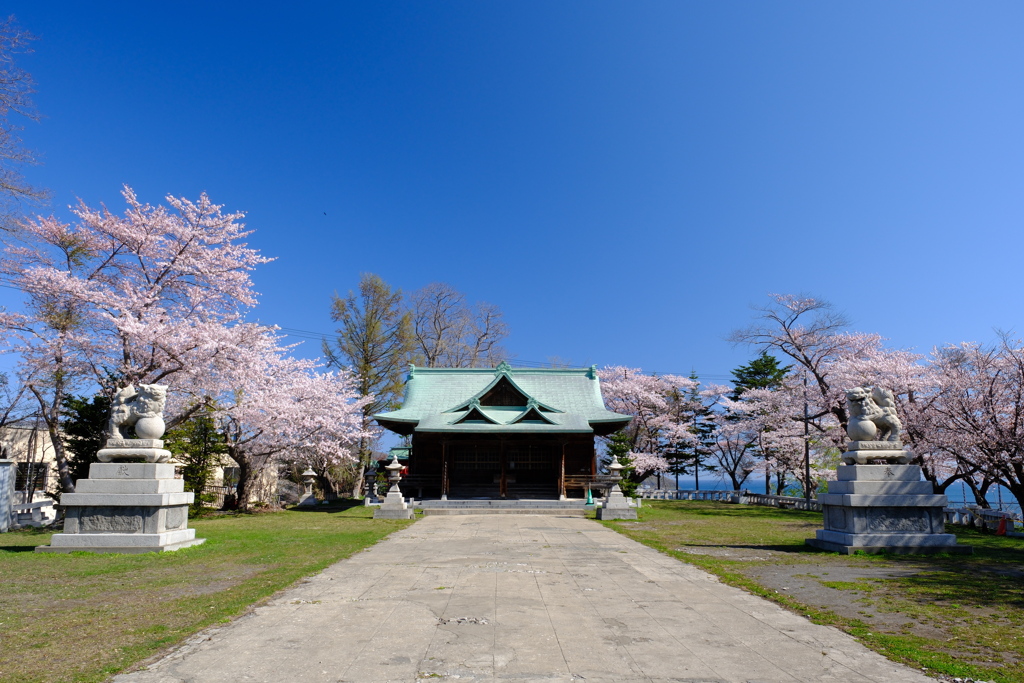 小樽の桜　水天宮その1