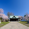 小樽の桜　水天宮その1