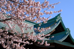 小樽の桜　水天宮その4