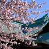小樽の桜　水天宮その4