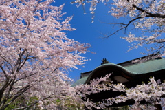 小樽の桜　天上寺その3