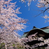 小樽の桜　天上寺その3