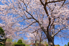 小樽の桜　手宮公園その６