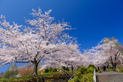 小樽の桜　手宮公園その1