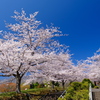 小樽の桜　手宮公園その1