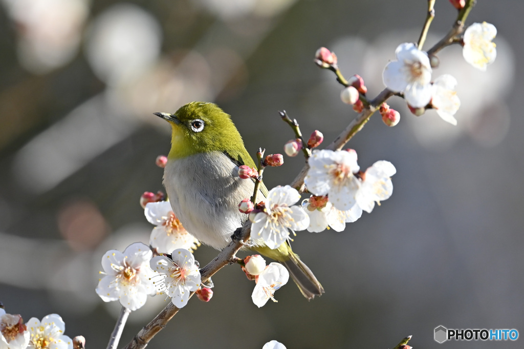 ウメジロー