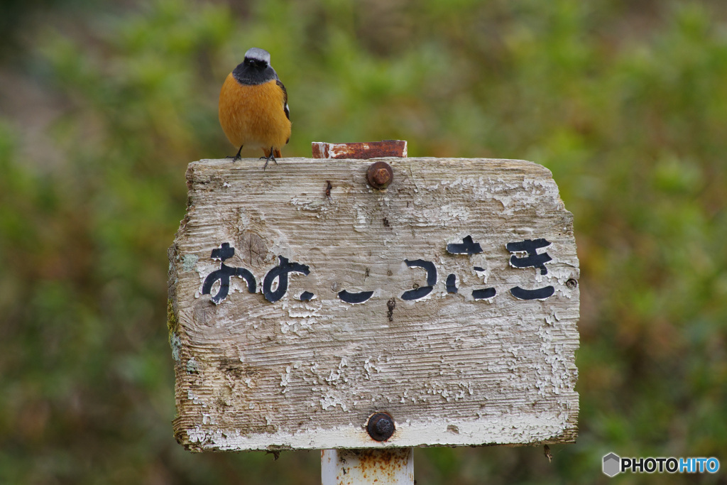 ののつさき