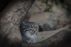 視線の向こう側