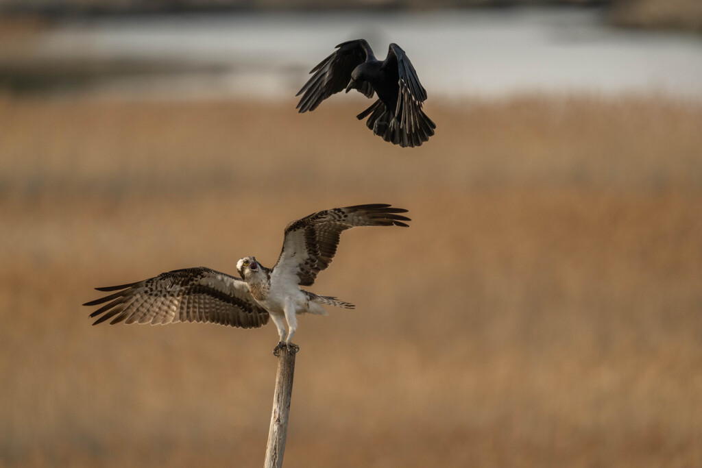 なんでまた来るの