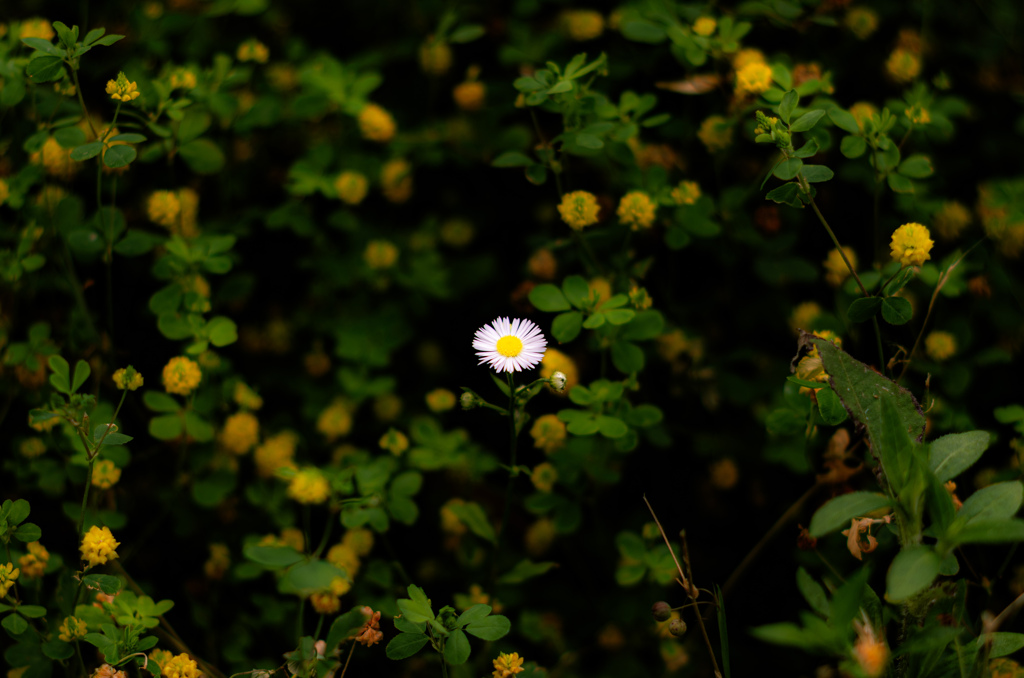 IMGP6535
