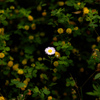 IMGP6535