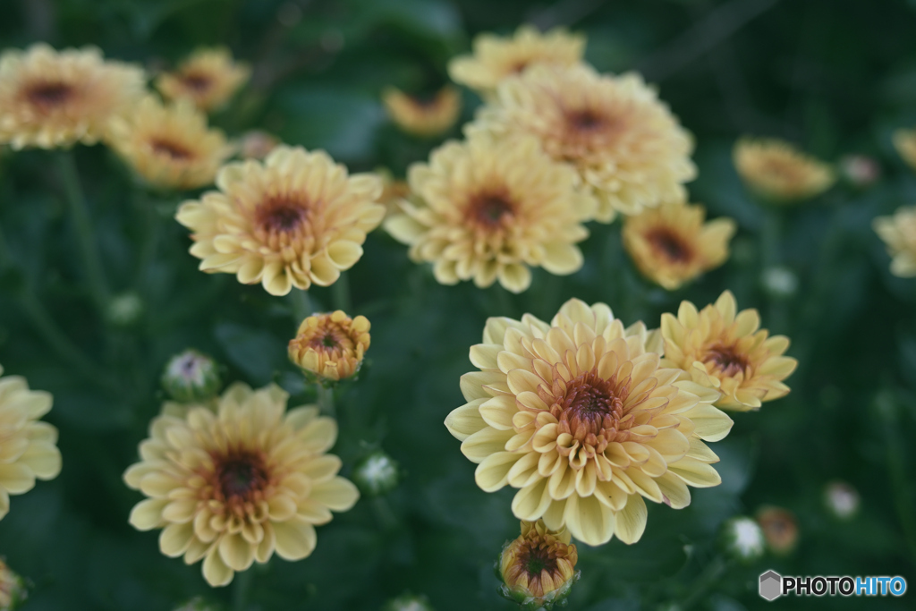 花壇を彩る #3