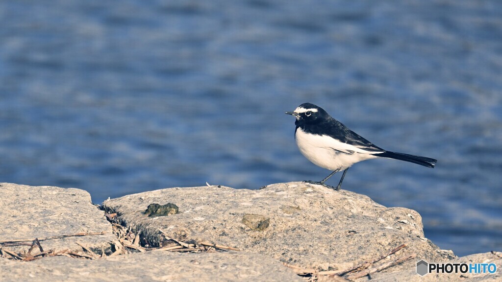 野鳥遊戯 #6