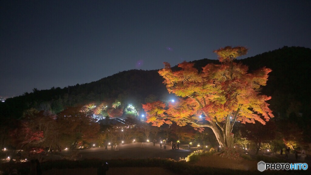 夜空を照らす紅葉の光
