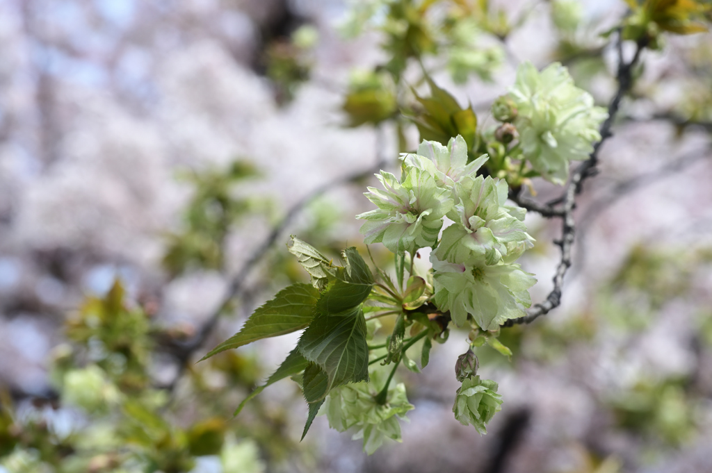 キザクラカッパカントリーの黄桜