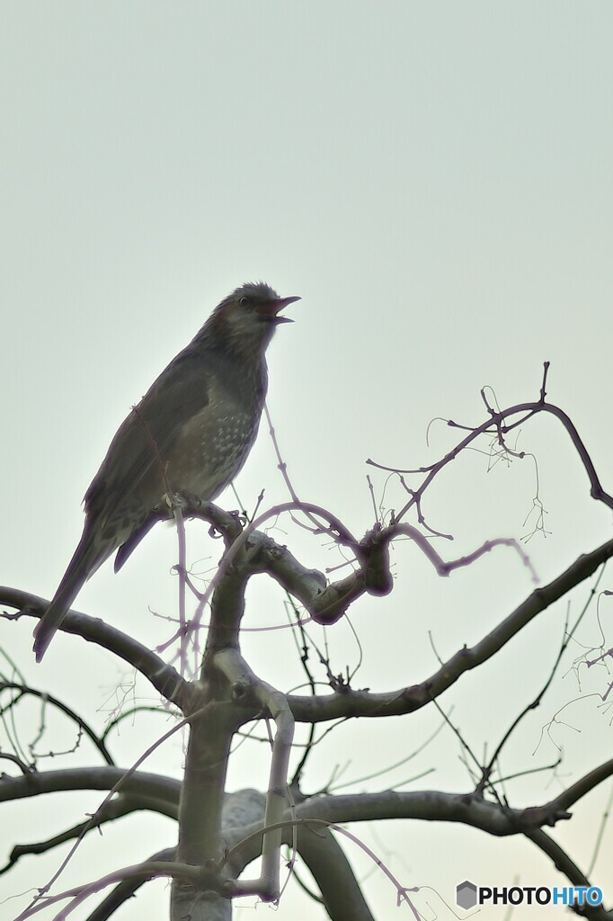 野鳥遊戯 #7