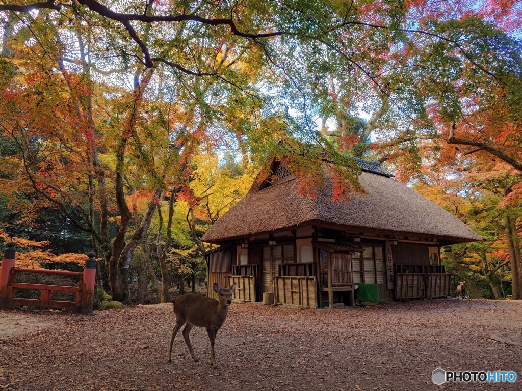 和の秋景色