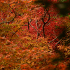 遠く紅葉を覗き見る