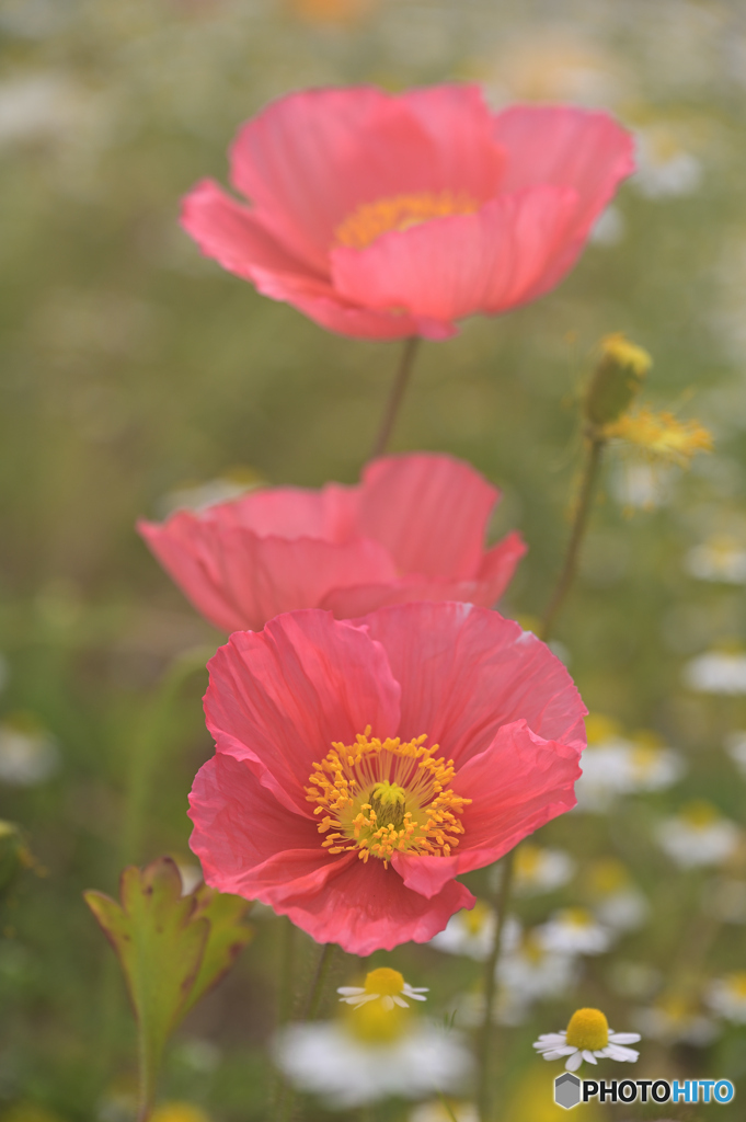 花の丘より−ポピー−